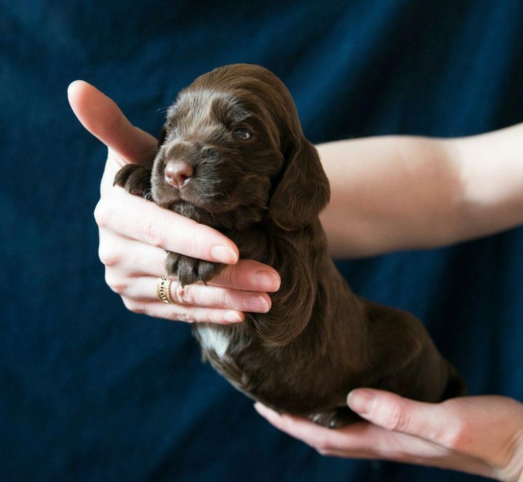 Спаниельки шоколадного окраса