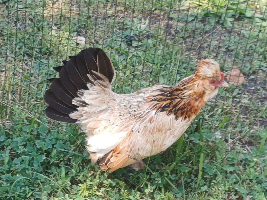 Gainuse pitice  struma bantam