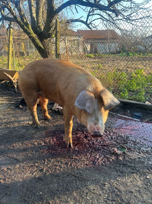 Продава се прасето на снимките