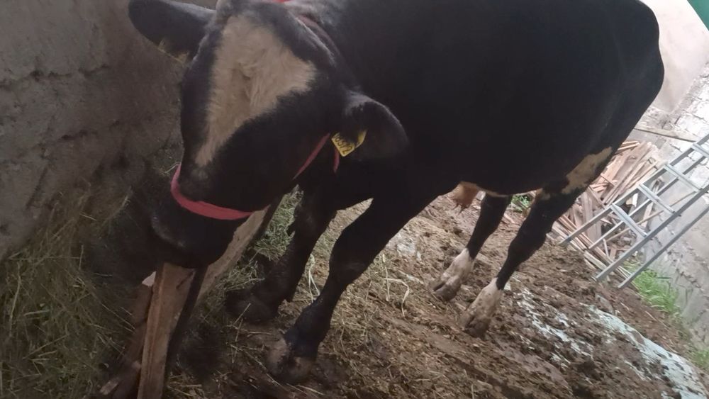 Zotdor buqa sotiladi 2 yosh