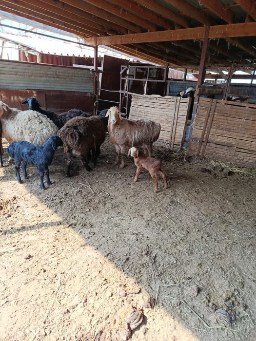 Арашан гисар с ягненятами