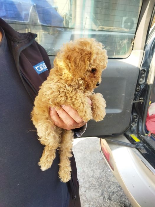 Мини пудель мальчик