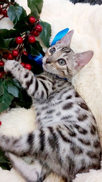 ЭЛИТНОЕ Серебро- Бенгальские