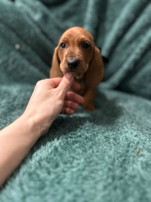 Femela teckel cu Pedigree FCI