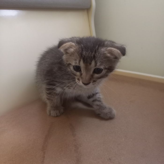 Вислоухие котята 1,5 мес мальчик и девочка