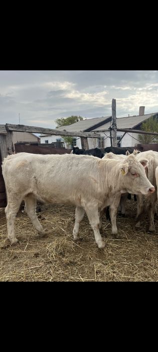 Продам породистых скотин