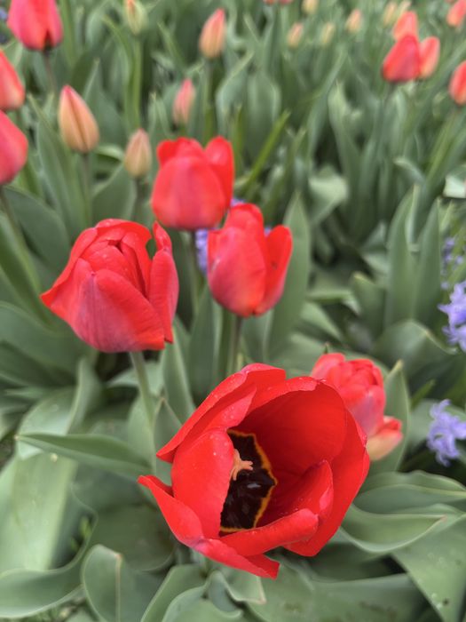 Продам тюльпаны на срез