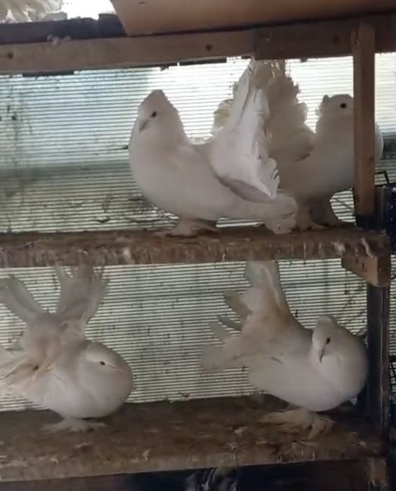 Porumbei voltați indieni