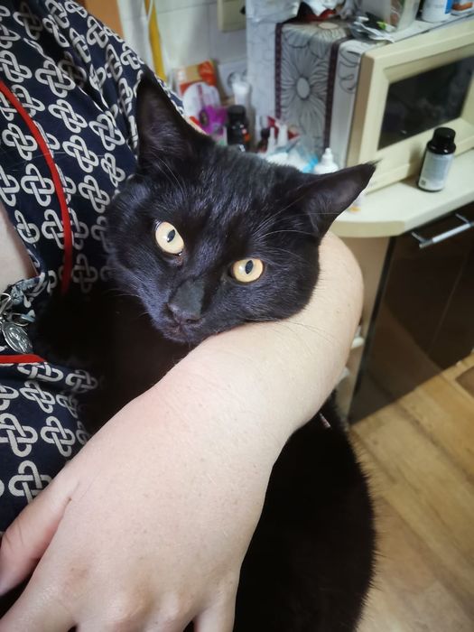 Кошки мышеловки и кот