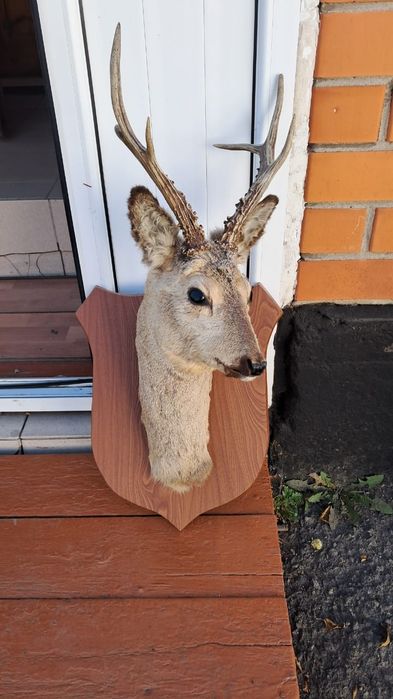 Сувениры ввиде Беркута, Косули