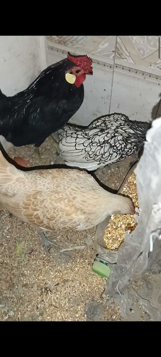 Сибрайит товуклар