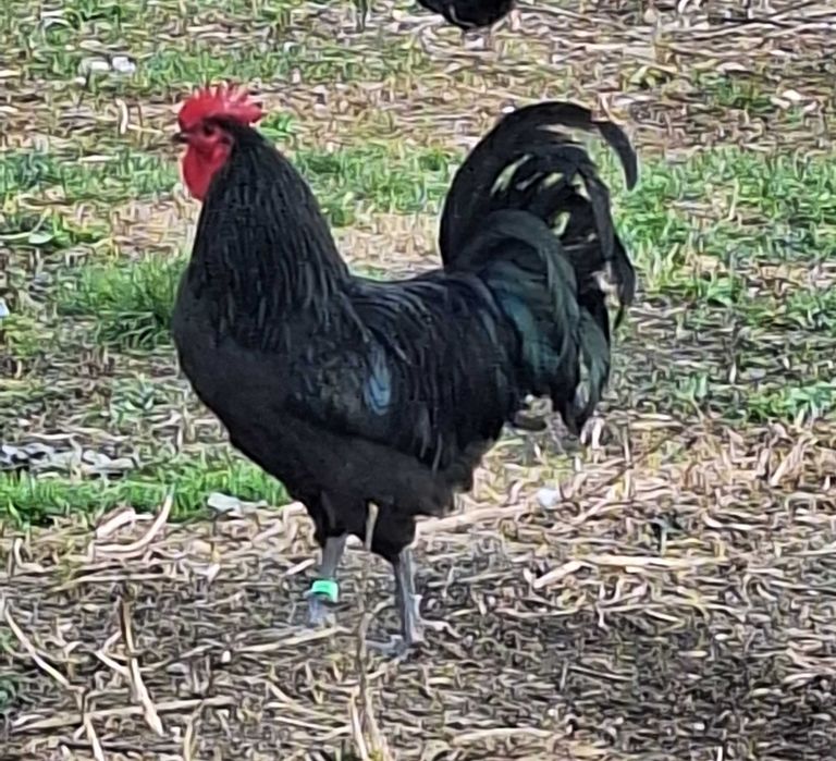 Vând cocoși Australorp – negru și albastru