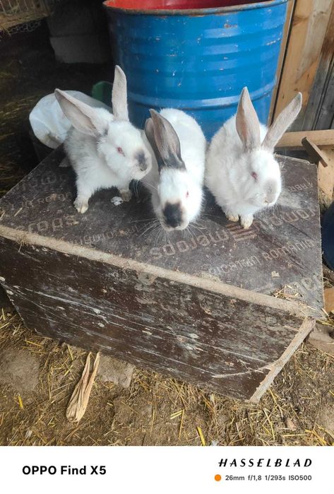 Iepure uriaș de Transilvania