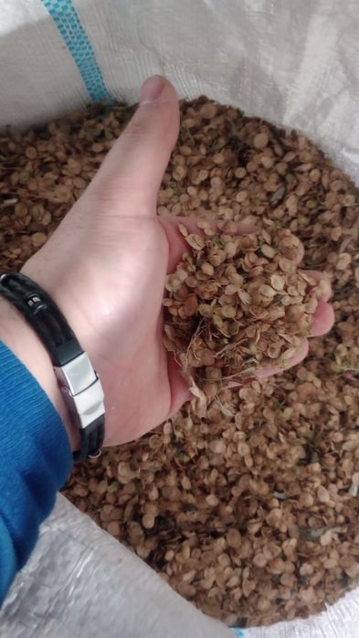 Vând sământâ de lobădă roșie