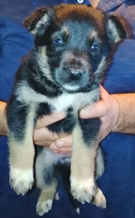 Срочно Отдам 2-х щенков девочек.