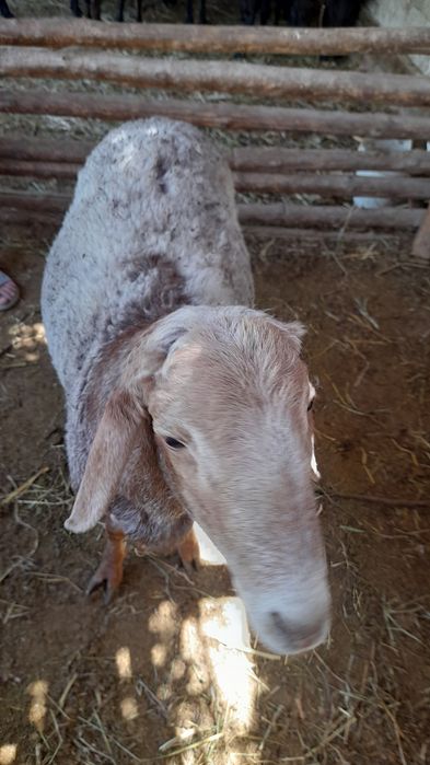 Qòchqorlat sotiladi 4 ta