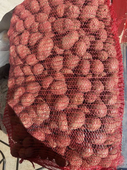 cartofi de sămânță roșii și albi