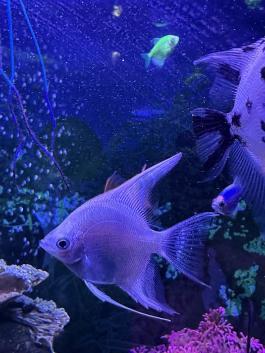 Продам акулий балу и скалярий