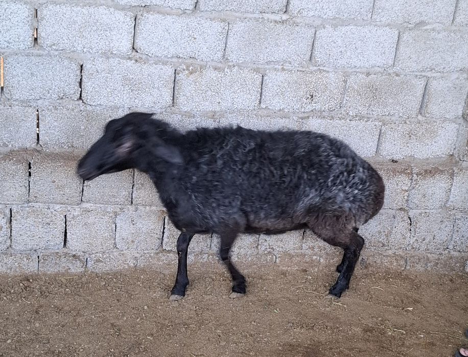 Urg‘ochi qoylar sotiladi