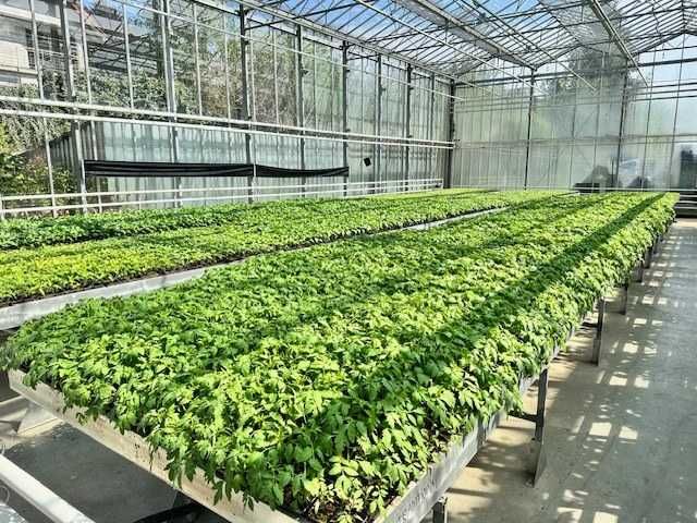 Răsaduri profesionale (hibride) de vânzare- livrare la domiciliu