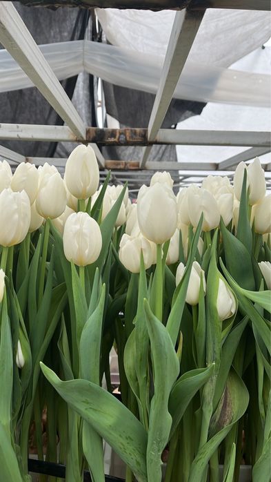 Премиальные тюльпаны оптом и в розницу