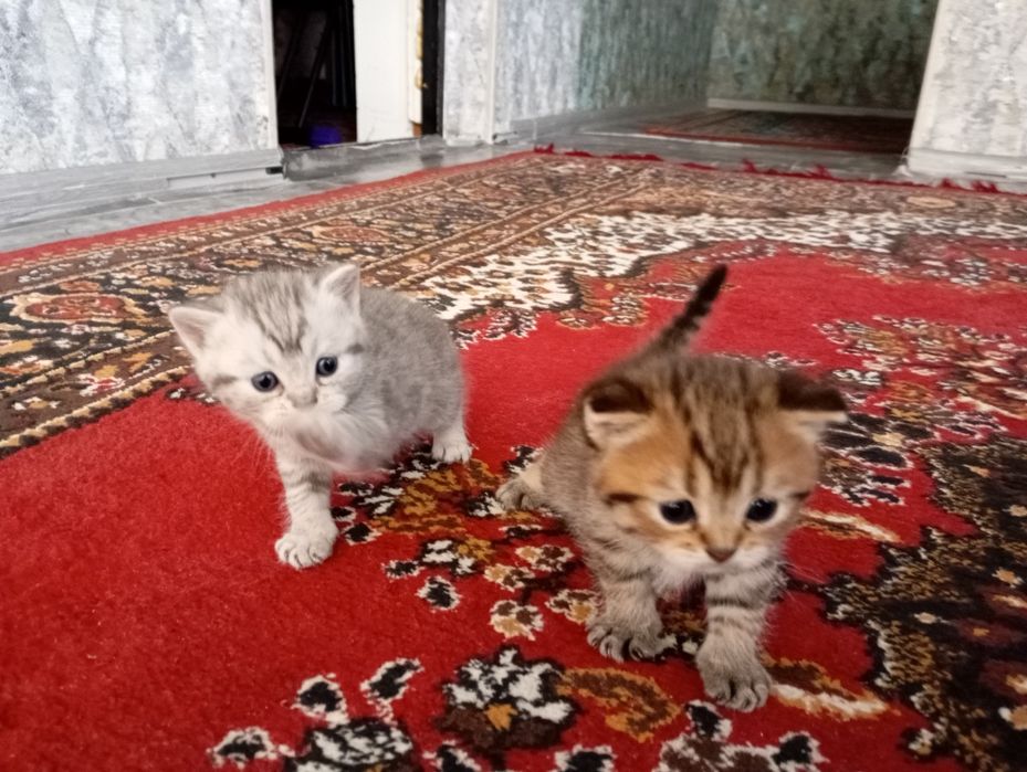 Продам Щенков 2 мальчик 1 девочка