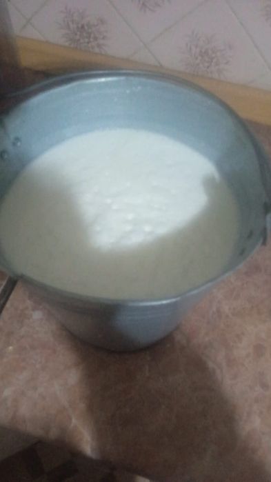 Продается первотелка