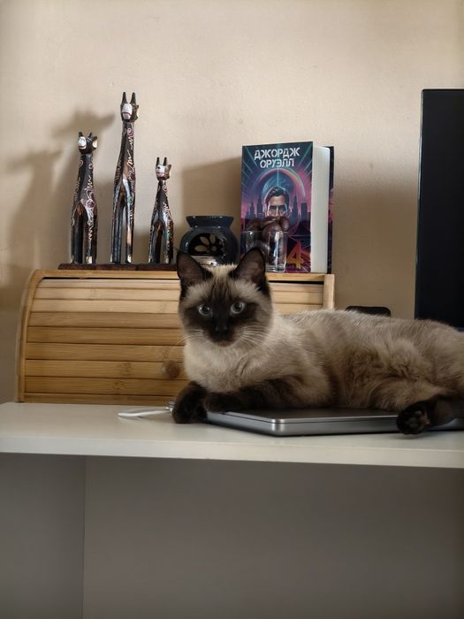 Ищем кота для вязки