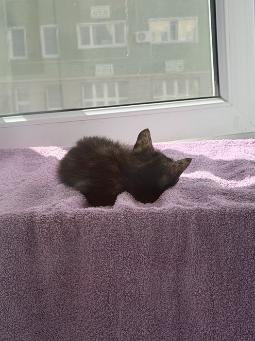 котенок в добрые руки
