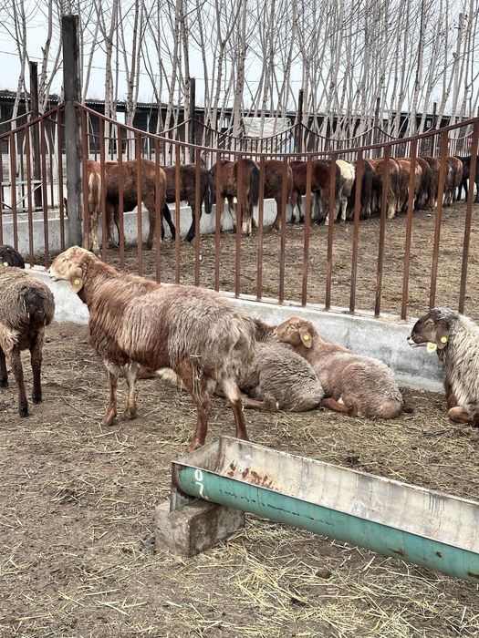 Қўзи қўчқорлар оптом нархларда сотилади, Эдилбай зотдор