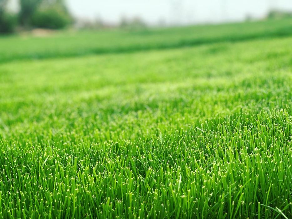 Натуральные Газоны прямо с плантации + доставка + установка