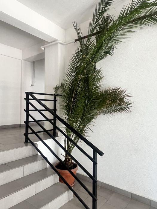 Vand palmier ornamental