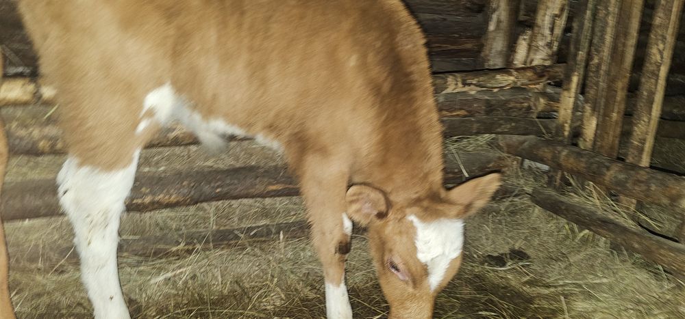 Продам телят бычки