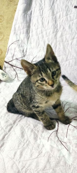 Милые Котята в добрые руки.