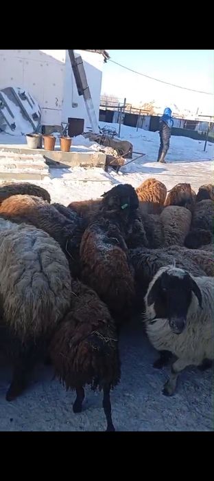 Продам баран 60 голов