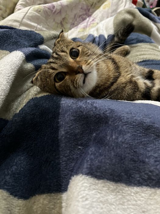 Отдам котенка в добрые руки