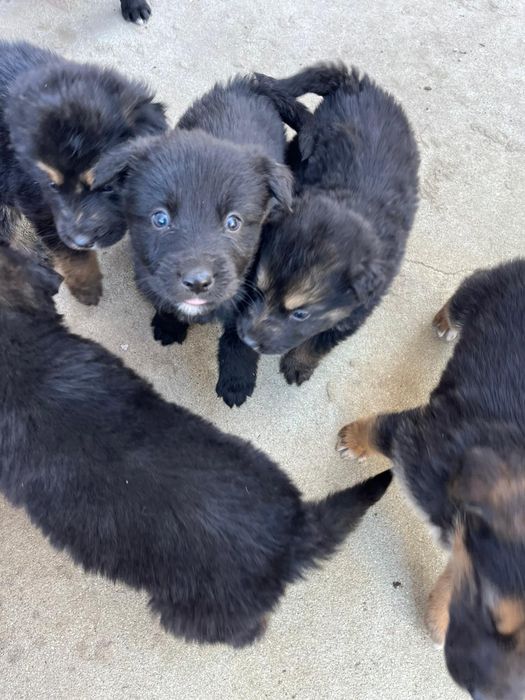 Donez ciobanesc german