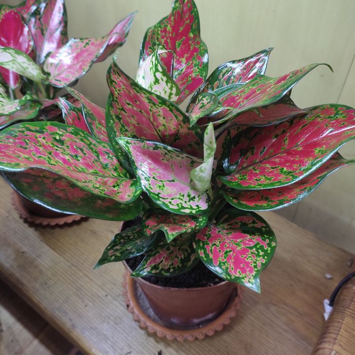 Калатеи, филодендрон, аглаонемы и диффенбахии(читать внимательно)