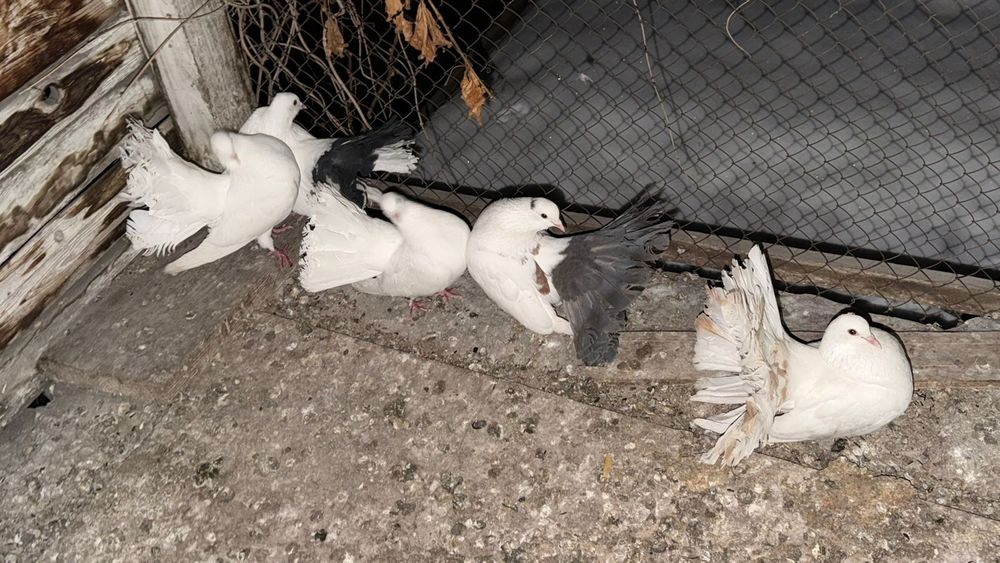 Продам павлинов .