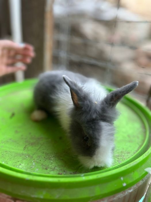 Vând iepuraș cât de leu pitici