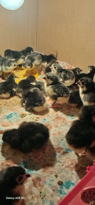 Чёрный Австралорп балапандар.