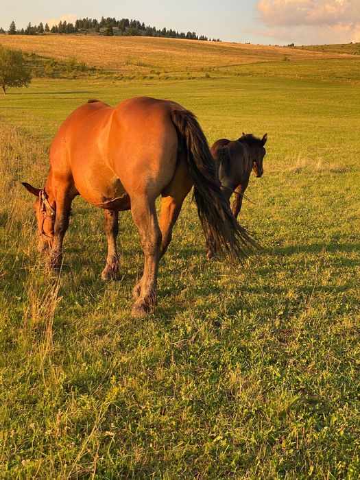 Doua iepe si un armasar schimb cu masina