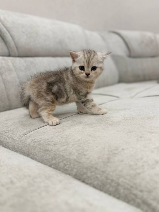 2 месячный котенок