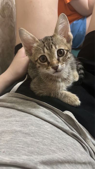 Котенок в добрые руки