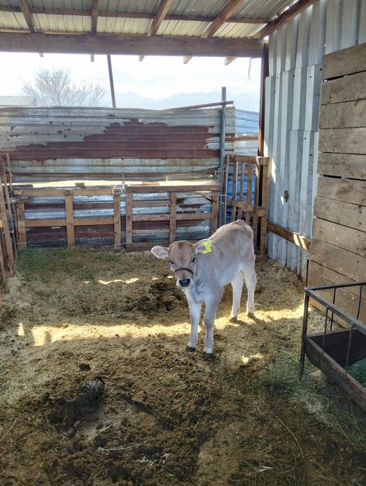 Сүтті Сыйыр Алатауский