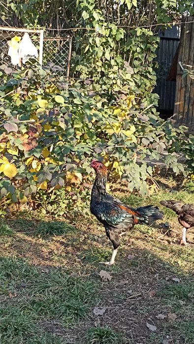 Петух и куры ,порода Даканы