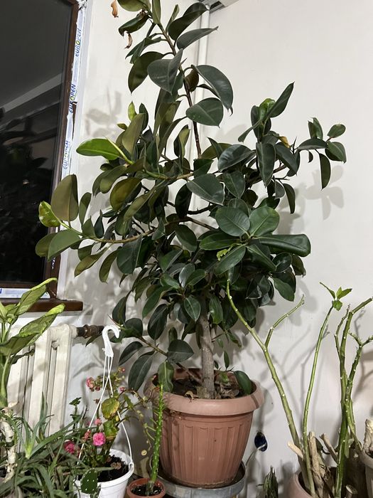 Цветы по низкой цене