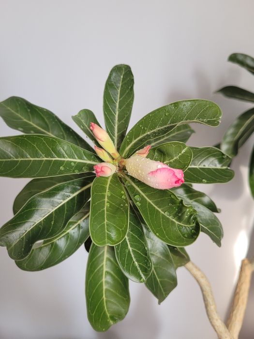 Адениум, роза пустыни, adenium