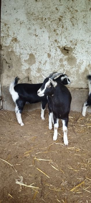 Зотли эчкимиз сотилади пули макул келса