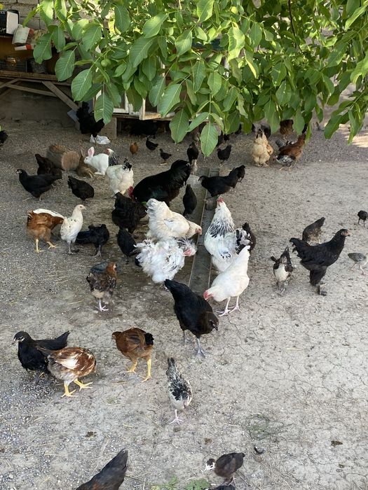 Jojalar tovuqlar va xorozlar sotiladi
